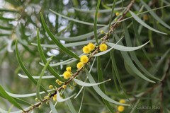 Acacia neriifolia